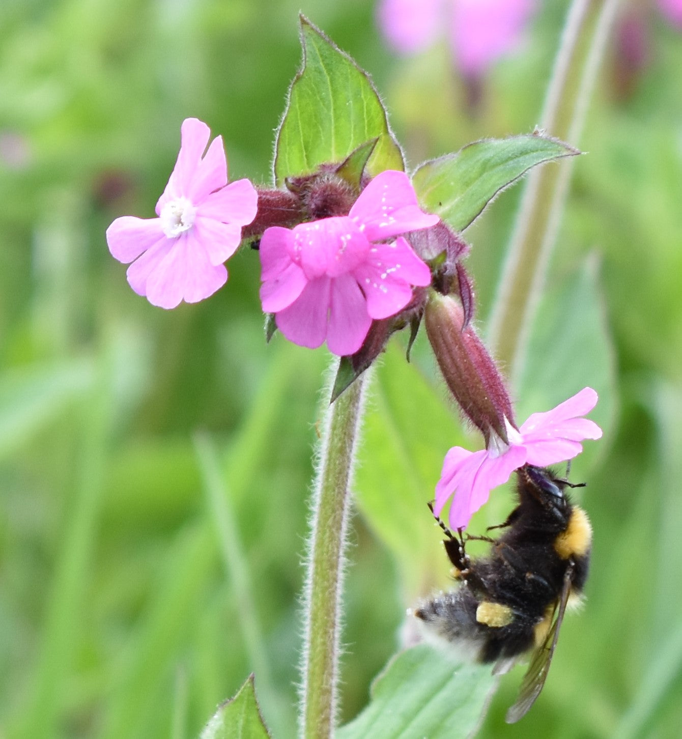 Red Campion, 3 Grams - 3000 Seeds
