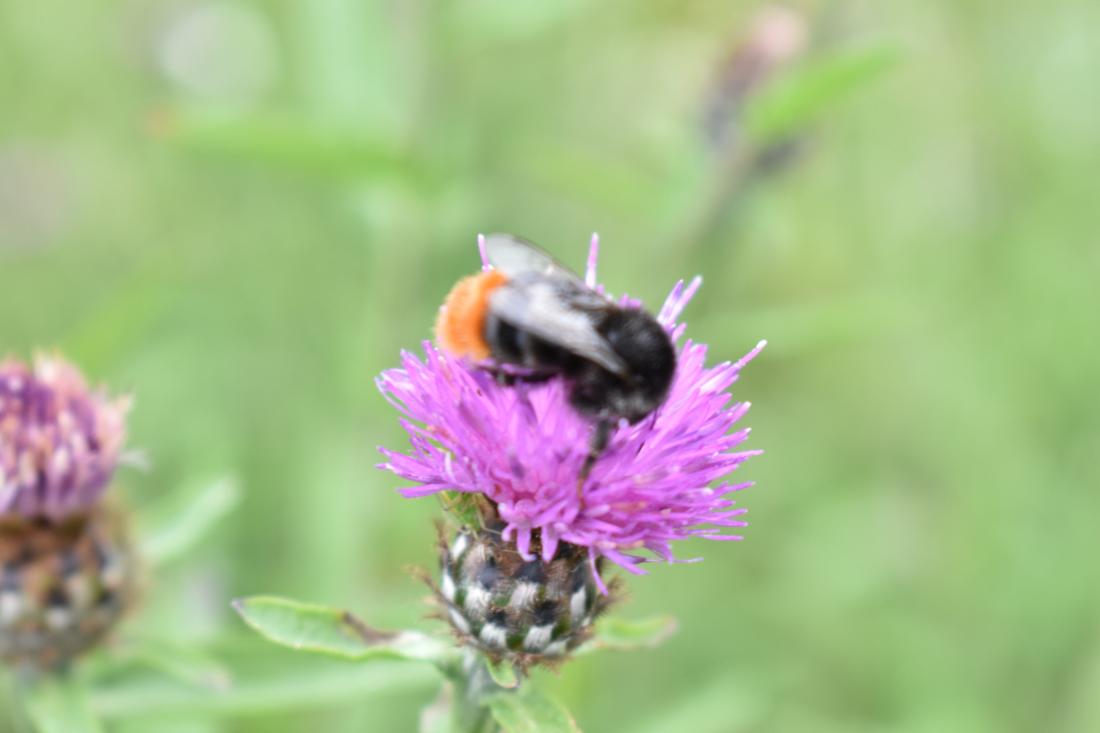 Premium Native British Wildflower Seed Mixture for Mini Meadow Creation | Mix of Annuals & Perennials - Grass Free