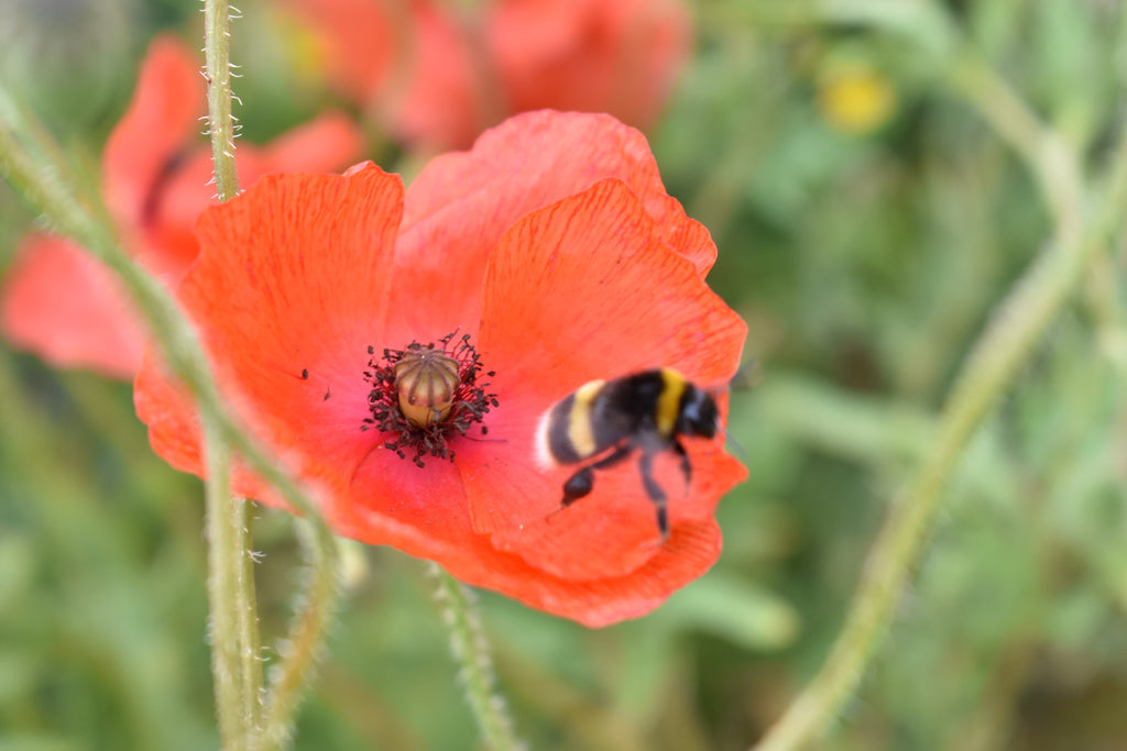 Corn Poppy, 2 Grams - 10000 Seeds