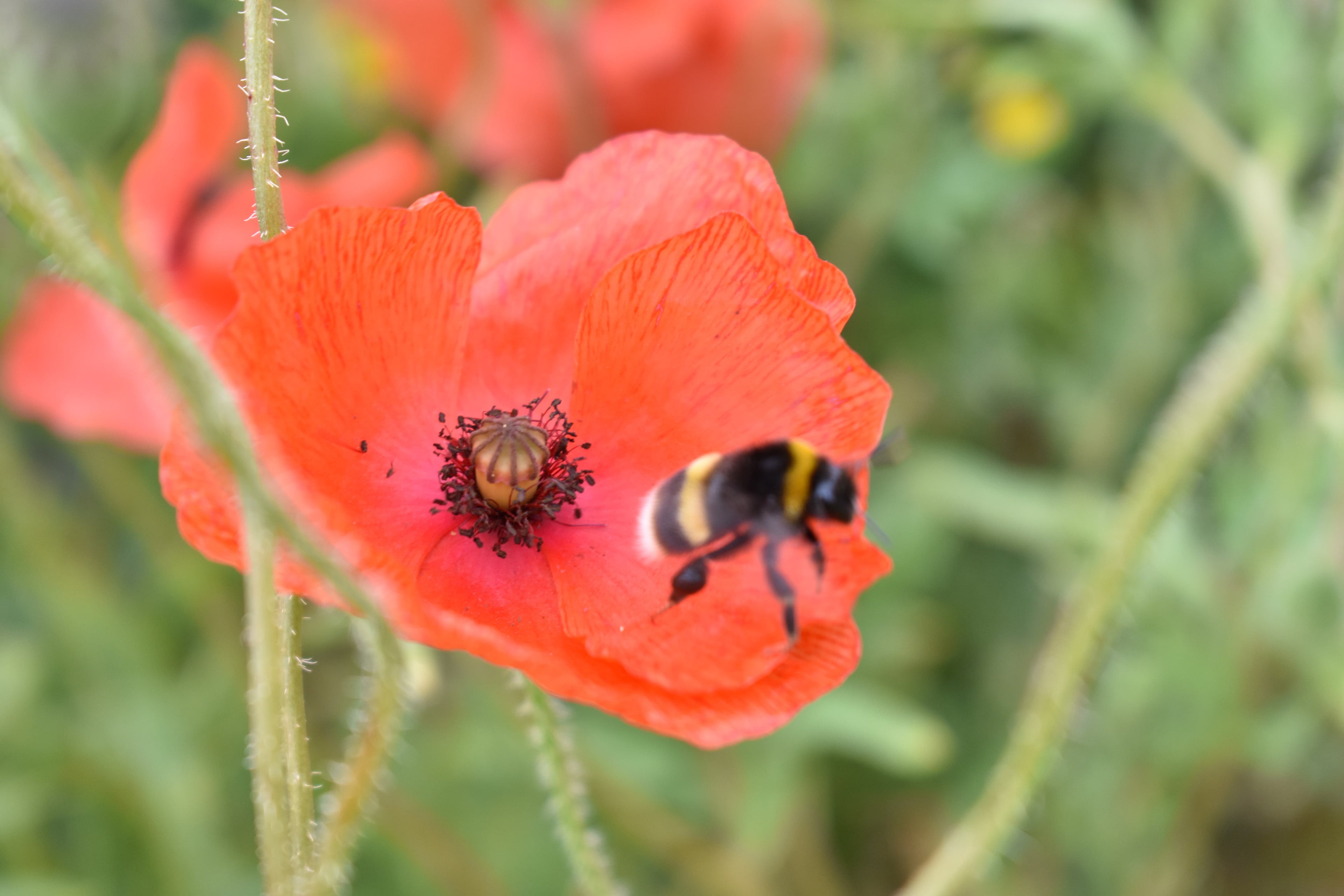 Corn Poppy, 2 Grams - 10000 Seeds