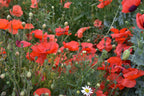 Corn Poppy, 2 Grams - 10000 Seeds