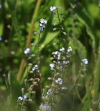 Field Forget-Me-Not, 2 g - Approx. 4000 Seeds