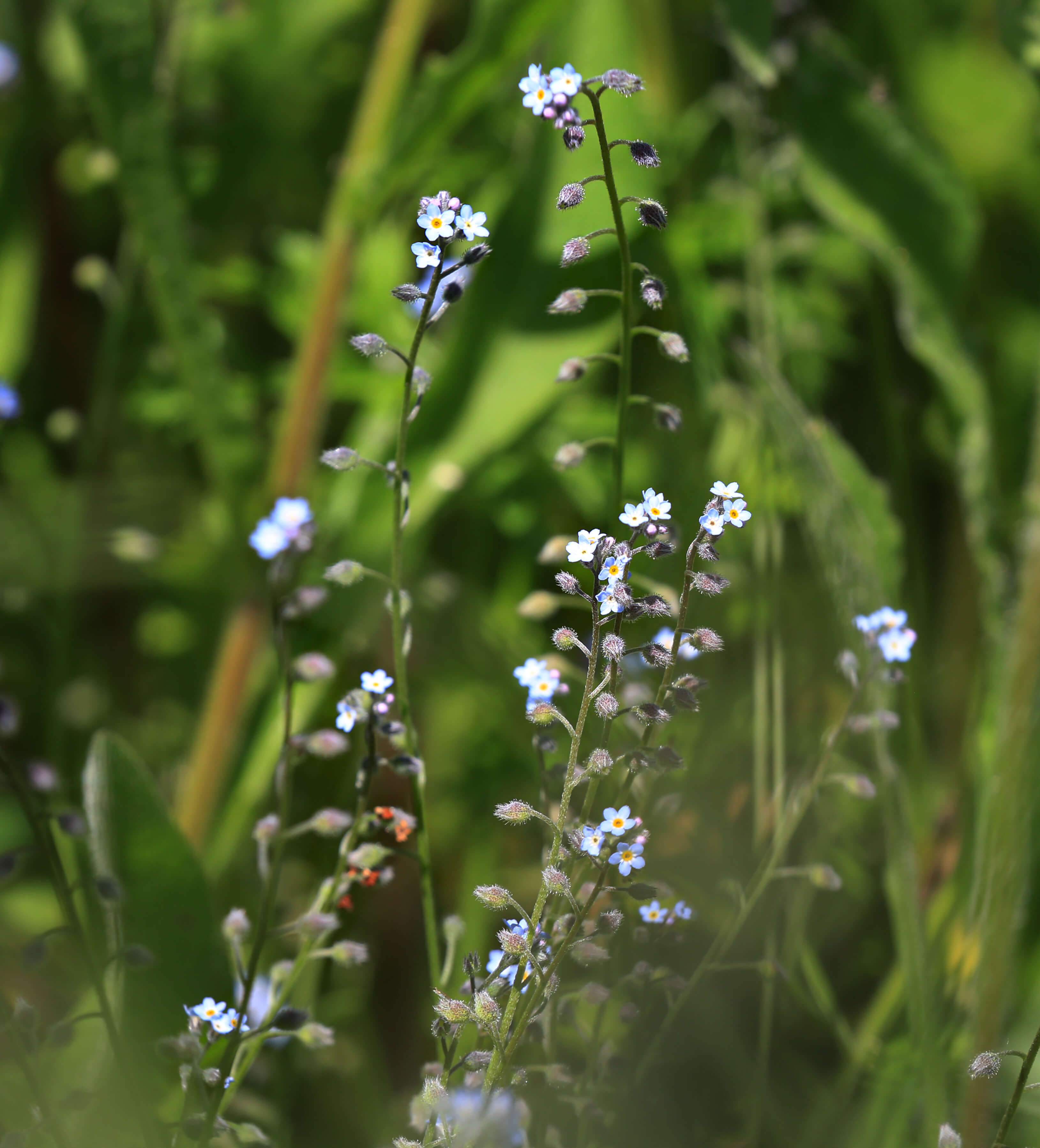 Field Forget-Me-Not, 2 g - Approx. 4000 Seeds