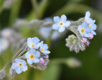 Field Forget-Me-Not, 2 g - Approx. 4000 Seeds