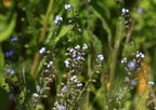 Field Forget-Me-Not, 2 g - Approx. 4000 Seeds