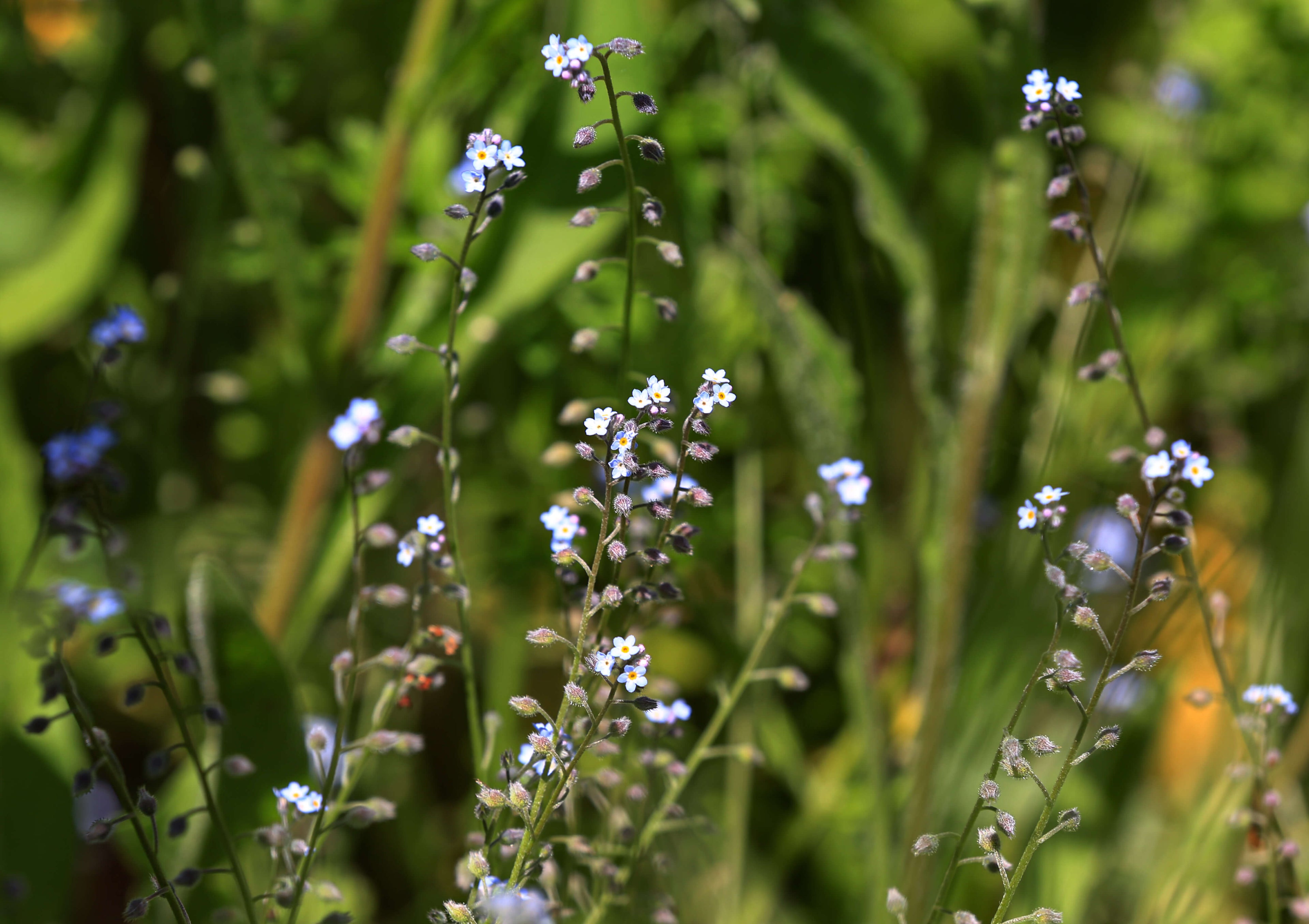 Field Forget-Me-Not, 2 g - Approx. 4000 Seeds