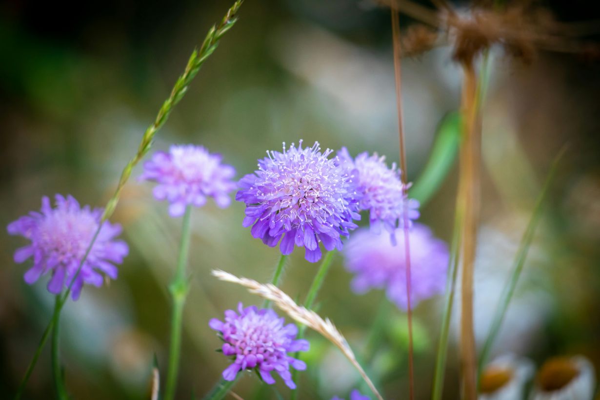 Field Scabious - Knautia arvensis | Approx. 150 Seeds