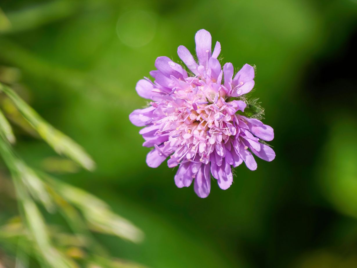 Field Scabious - Knautia arvensis | Approx. 150 Seeds