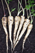 Parsnip - Gladiator F1, 300 Seeds
