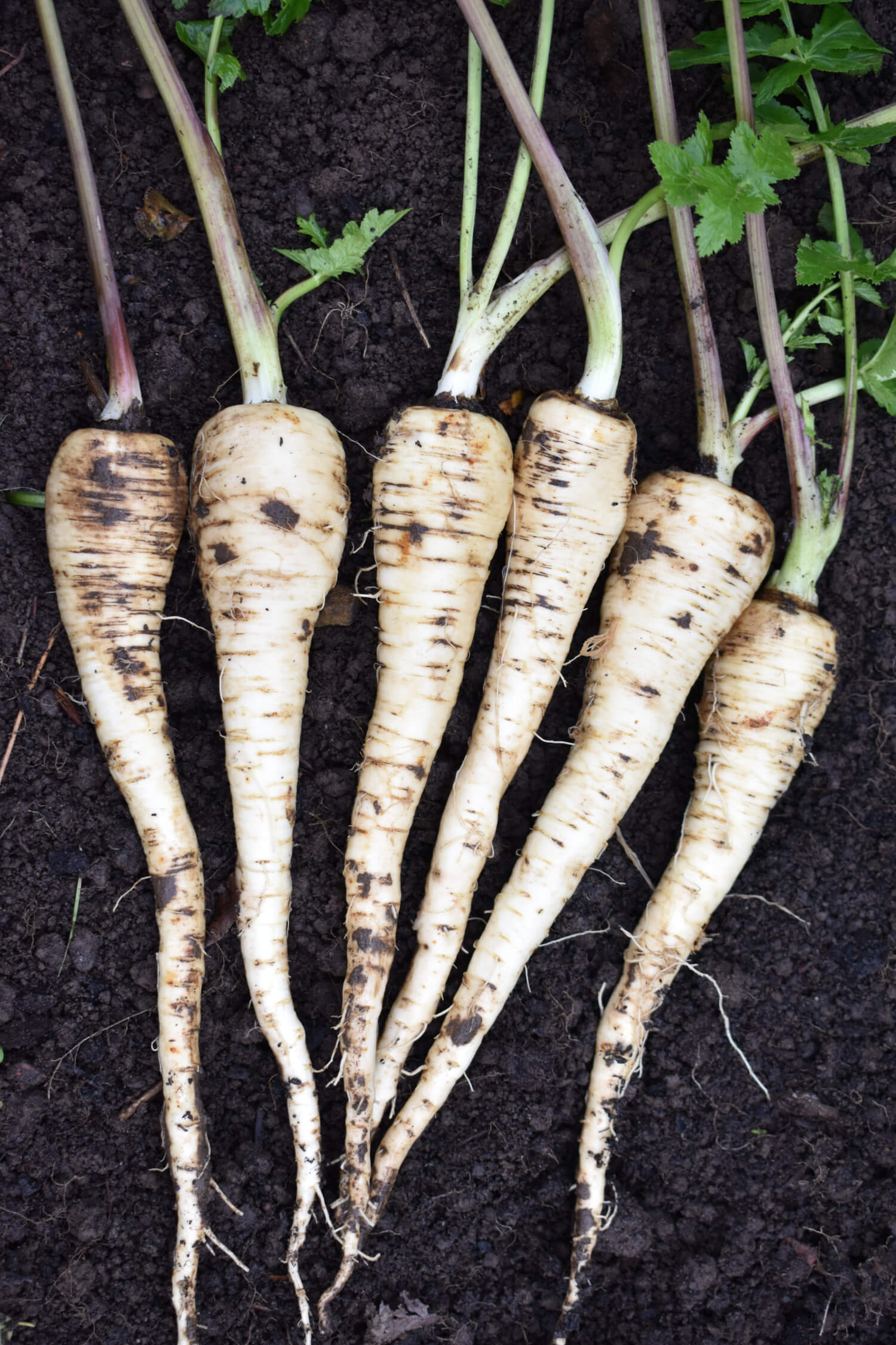 Parsnip - Gladiator F1, 300 Seeds