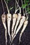 Parsnip - Gladiator F1, 300 Seeds