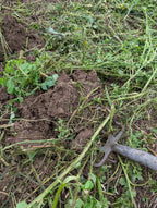 Green Manure Seed Mix – Mustard, Crimson Clover & Phacelia | 100 g – covers 20 m²
