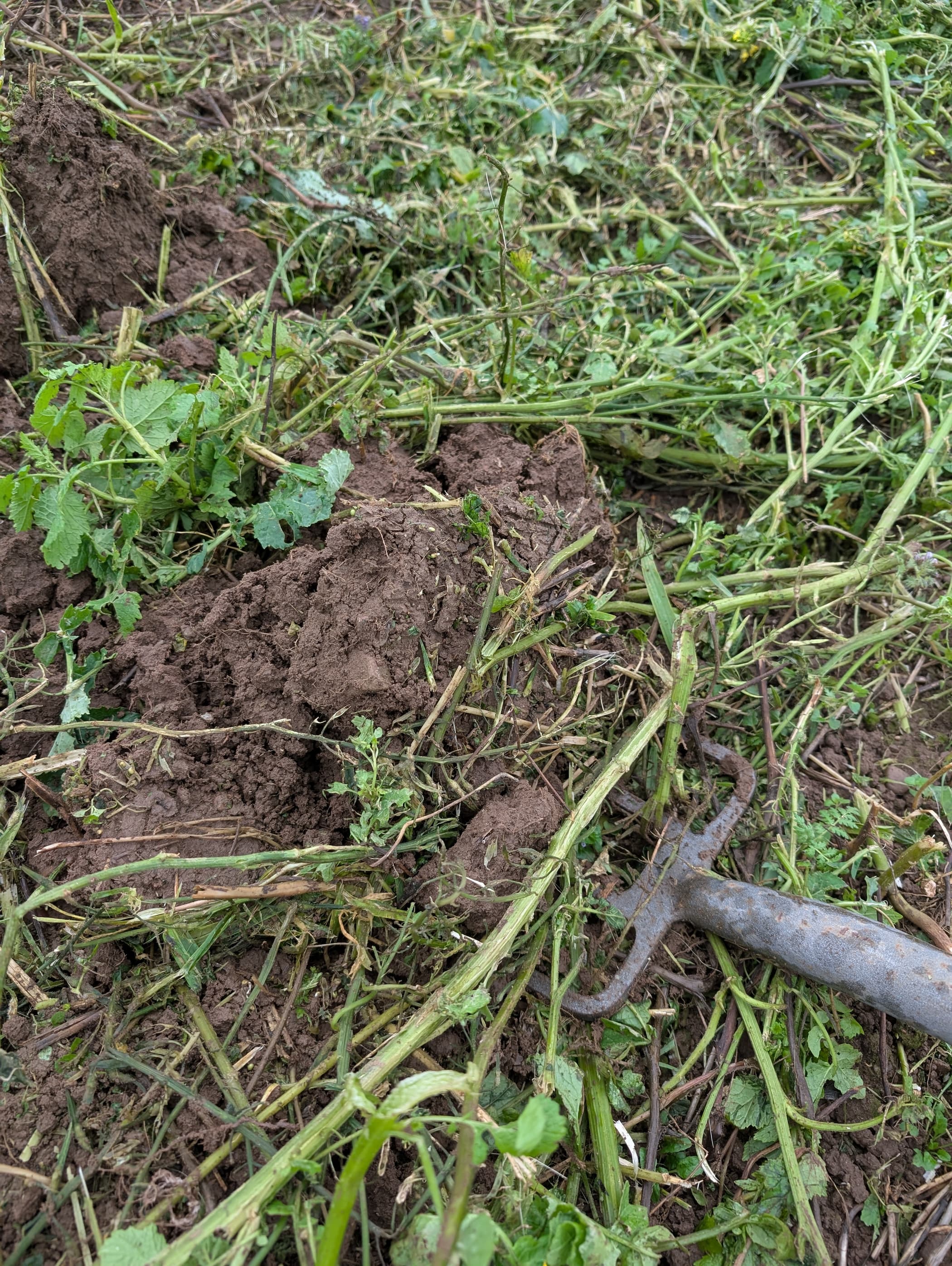 Green Manure Seed Mix – Mustard, Crimson Clover & Phacelia | 100 g – covers 20 m²
