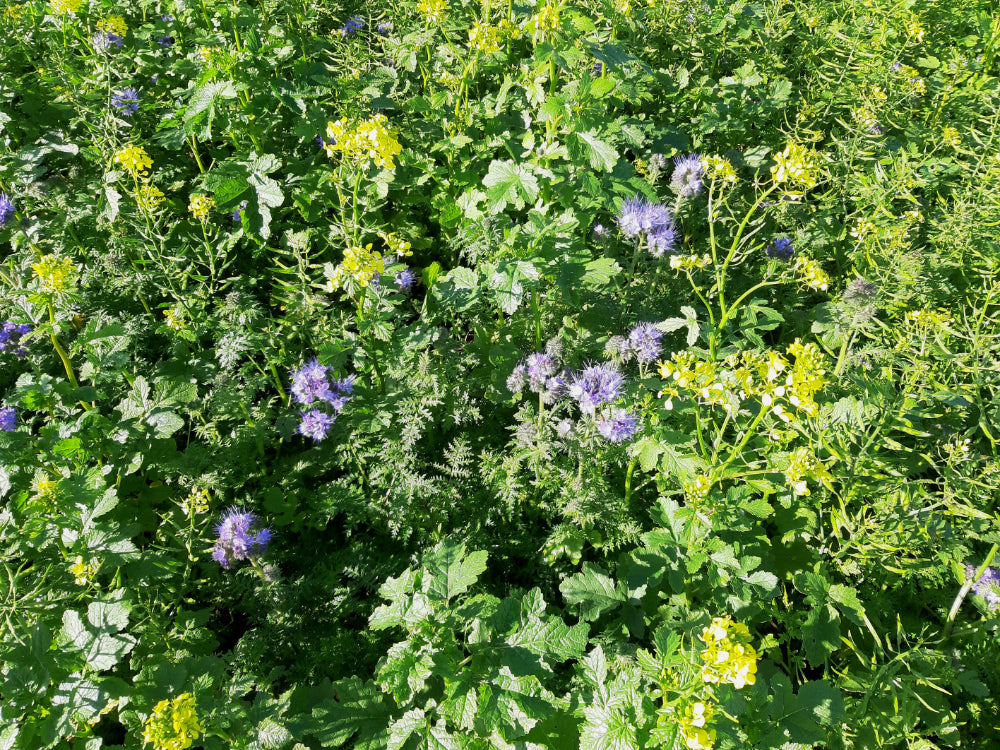 Green Manure Seed Mix – Mustard, Crimson Clover & Phacelia | 100 g – covers 20 m²