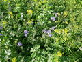 Green Manure Seed Mix – Mustard, Crimson Clover & Phacelia | 100 g – covers 20 m²