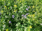Green Manure Seed Mix – Mustard, Crimson Clover & Phacelia | 100 g – covers 20 m²