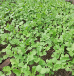 Green Manure Seed Mix – Mustard, Crimson Clover & Phacelia | 100 g – covers 20 m²
