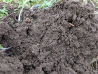 Green Manure Seed Mix – Mustard, Crimson Clover & Phacelia | 100 g – covers 20 m²