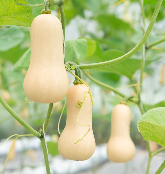 Butternut Squash - Hunter F1 Hybrid, 12 Seeds