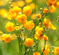 Meadow Buttercup, 3 g - Approx. 1200 Seeds