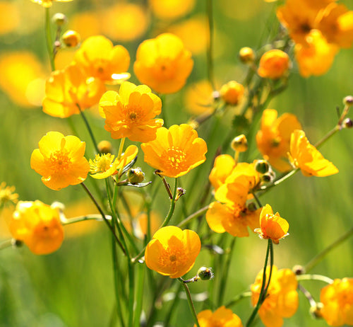 Meadow Buttercup, 3 g - Approx. 1200 Seeds