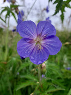 Meadow Cranesbill, 0.6 g - Approx. 60 Seeds