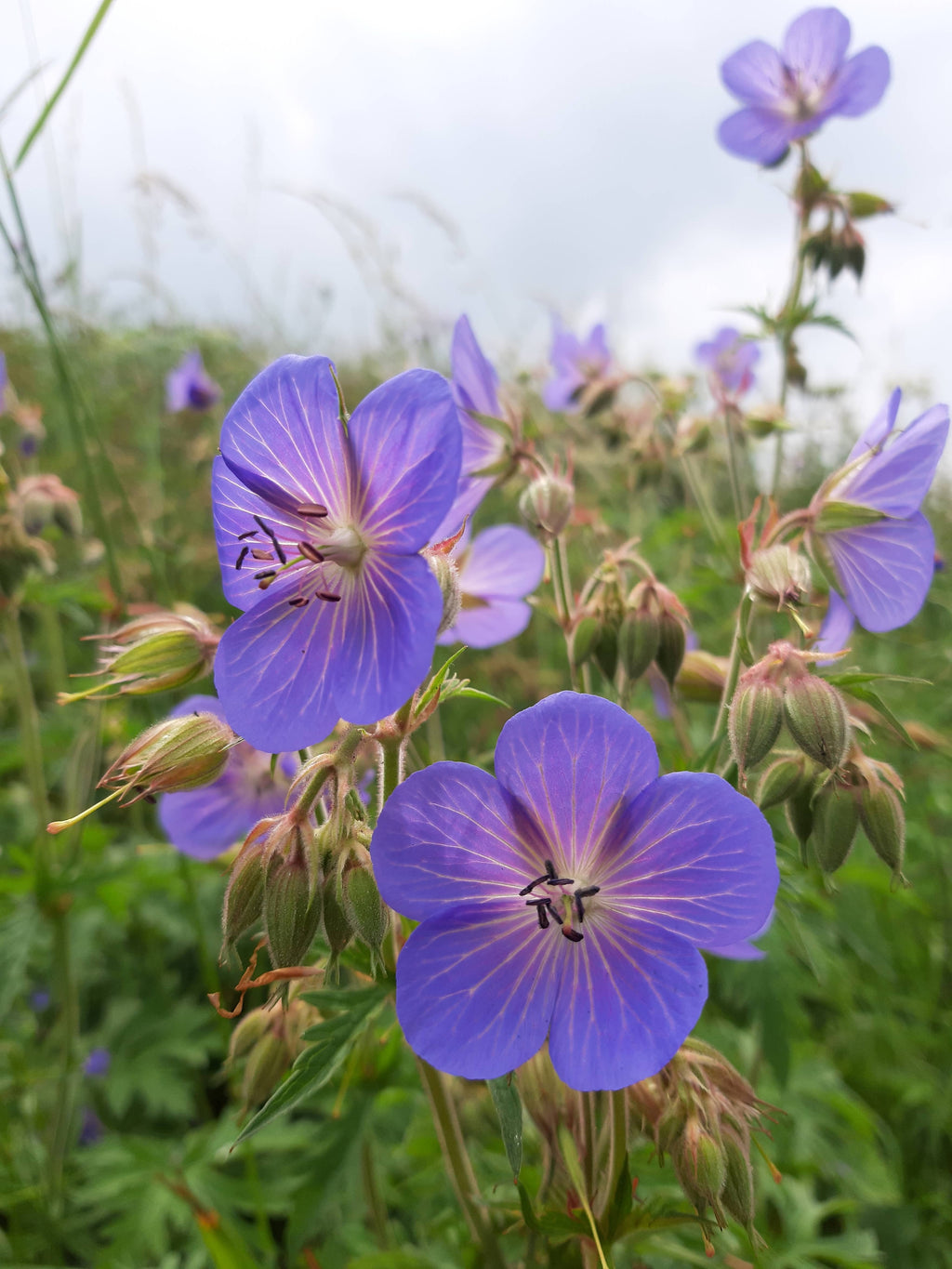 Close-up of purple flowers with green leaves on a blurred background
