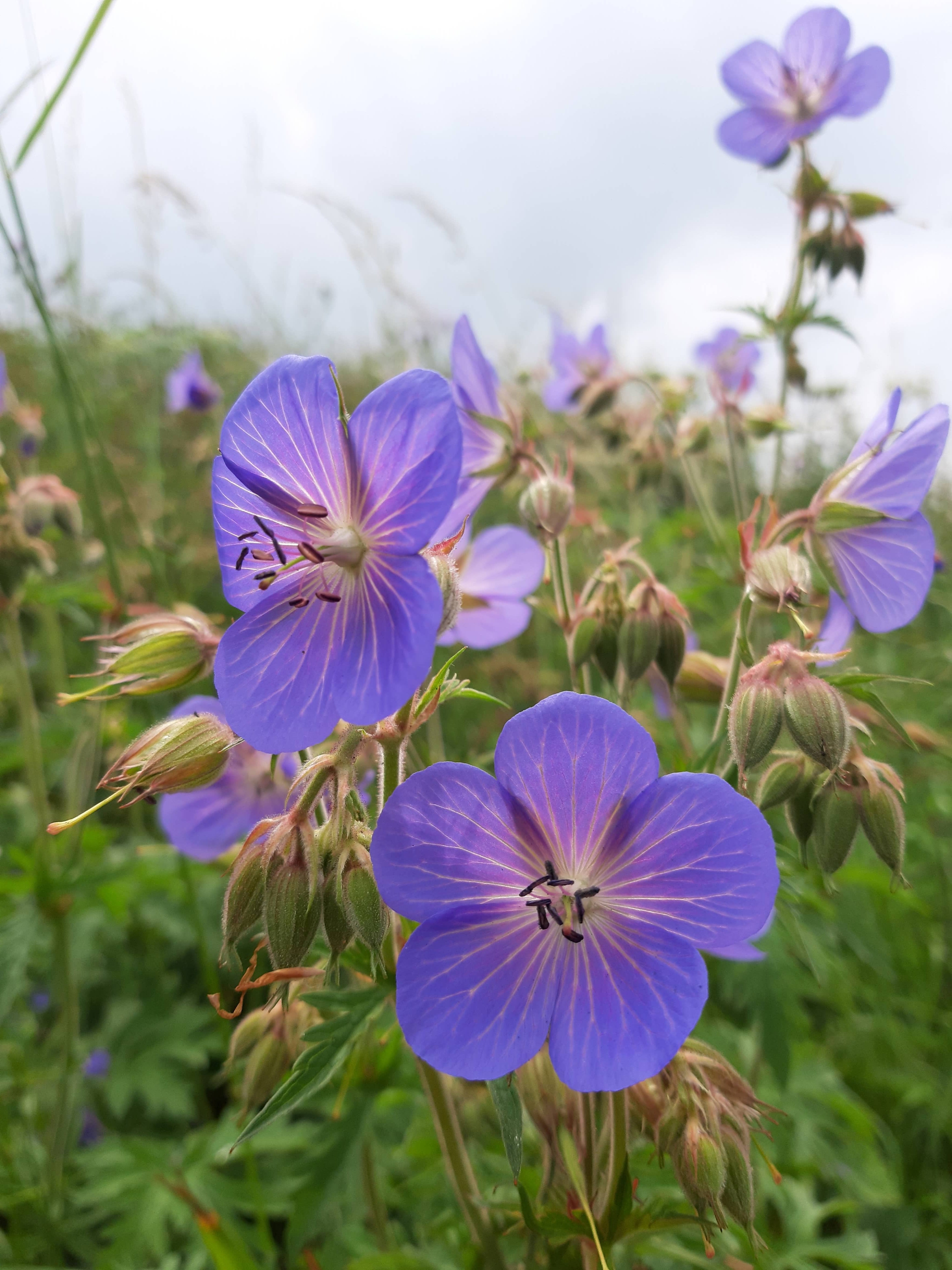 Close-up of purple flowers with green leaves on a blurred background