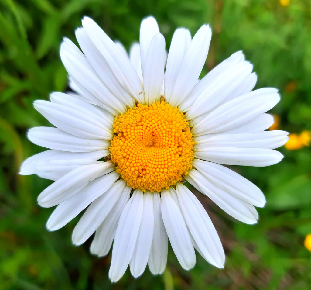Premium Native British Wildflower Seed Mixture for Mini Meadow Creation | Mix of Annuals & Perennials - Grass Free