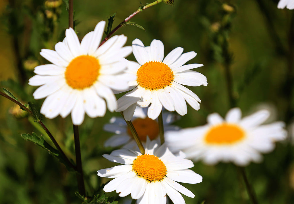 Oxeye Daisy, 2.5 g - Approx. 5000 Seeds