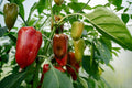 Sweet Pepper - Red King F1, 10 Seeds