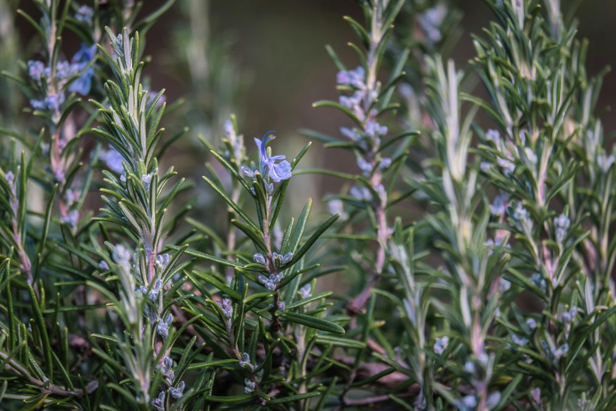 Rosemary - Approx. 100 Seeds