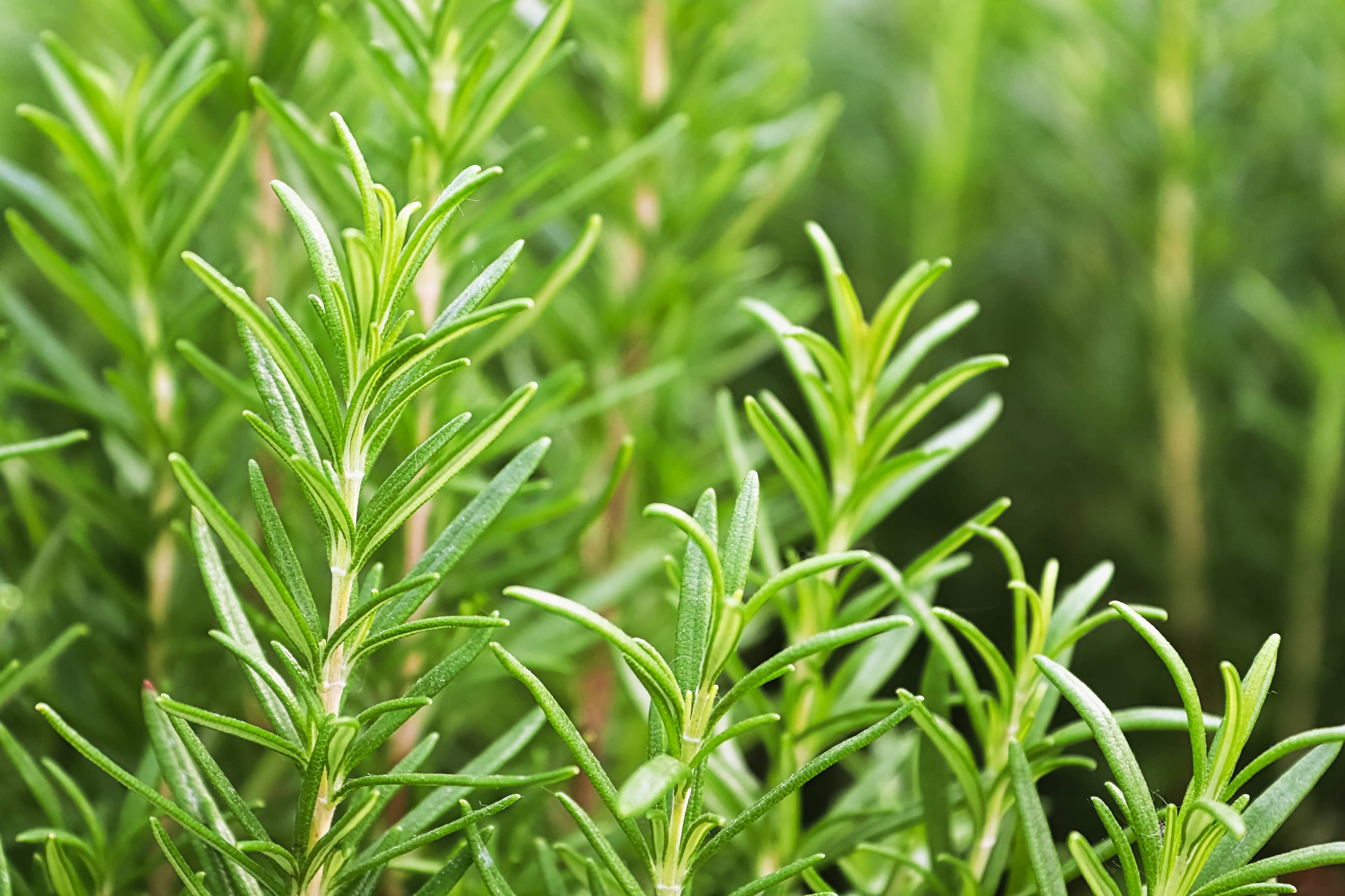 Rosemary - Approx. 100 Seeds