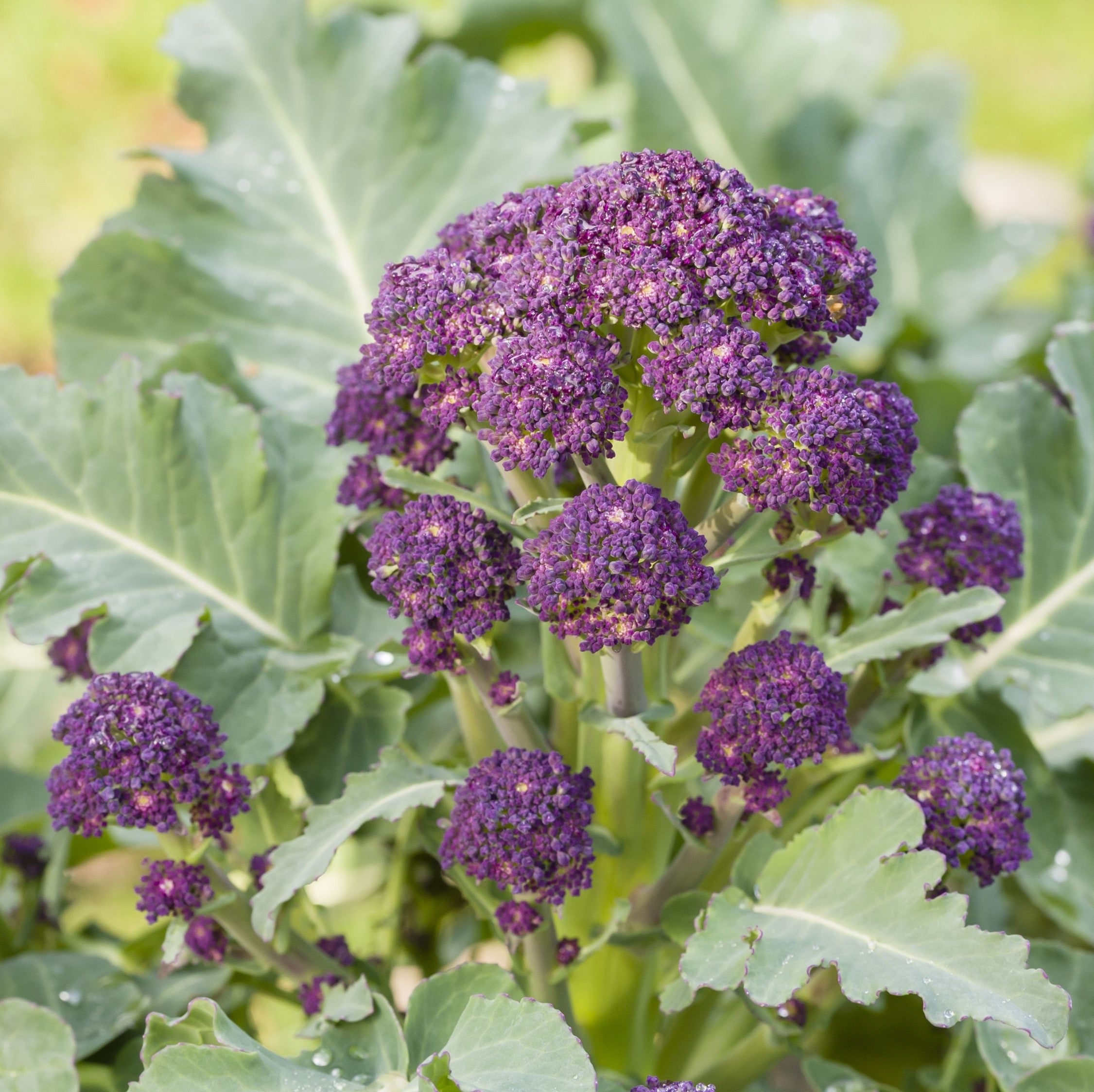 Purple Sprouting Broccoli - Rudolph, 40 Seeds