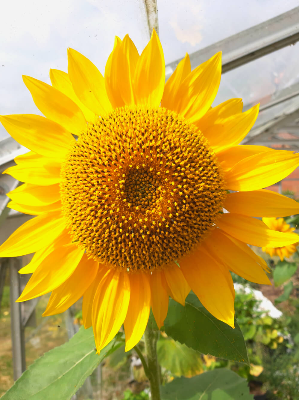 Giant Sunflower - Tall Single, 5 Grams - 60 Seeds