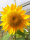 Giant Sunflower - Tall Single, 5 g - Approx. 60 Seeds