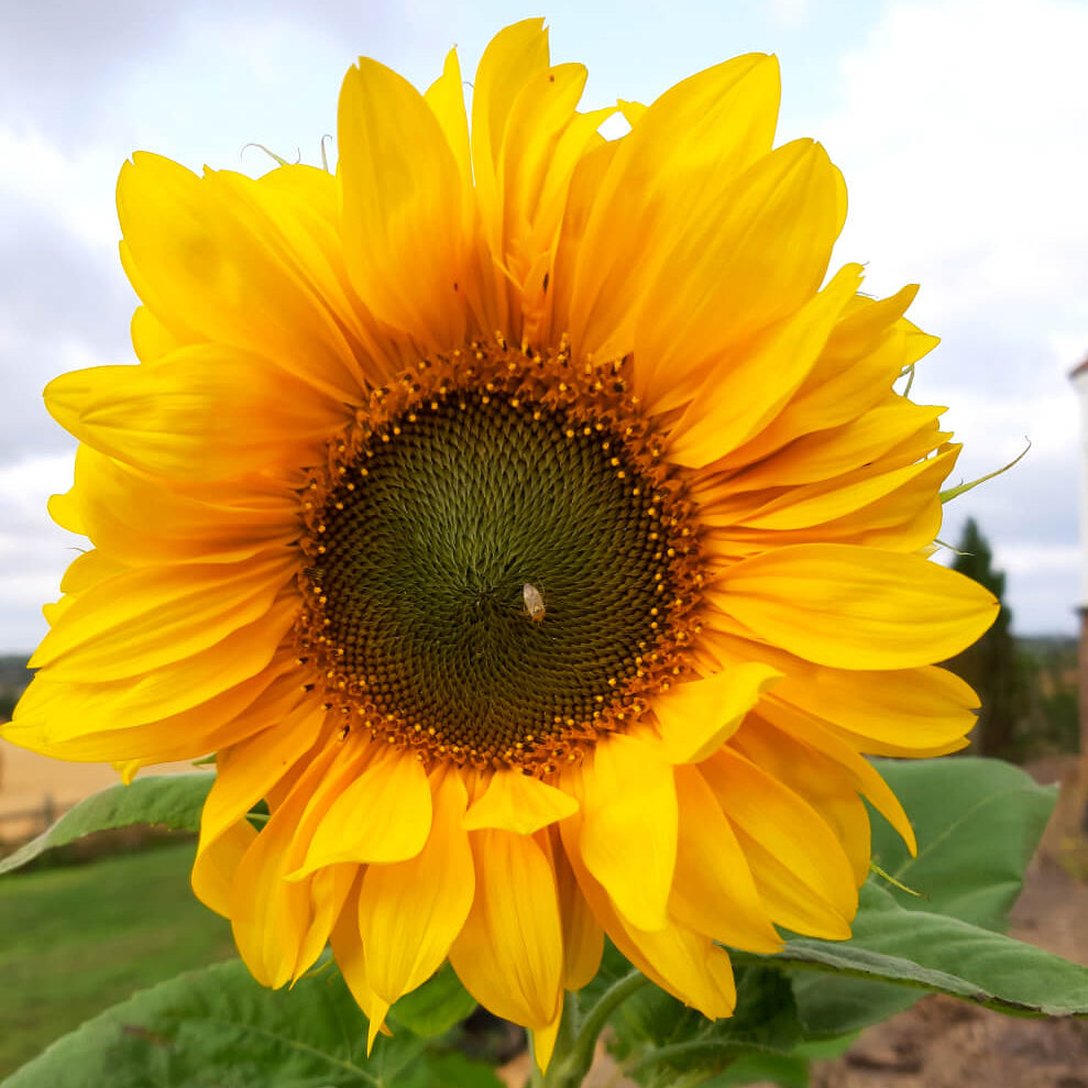 Giant Sunflower - Tall Single, 5 Grams - 60 Seeds