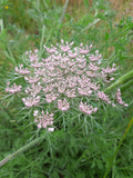 Pink wildflower with green leaves on a blurred natural background