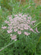 Wild Carrot, 3 Grams - Approx. 3000 Seeds