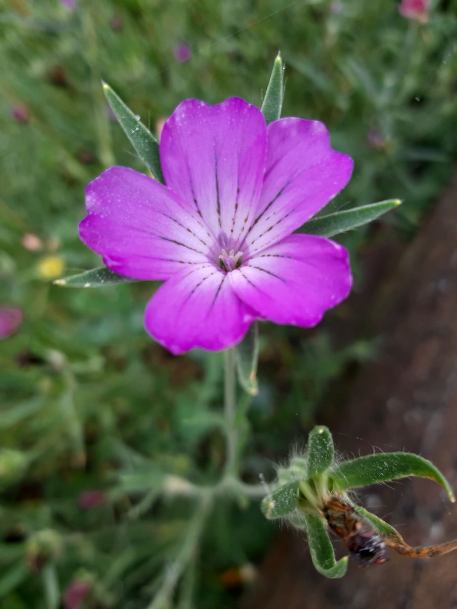 Corncockle, 7.5 Grams - Approx. 500 Seeds